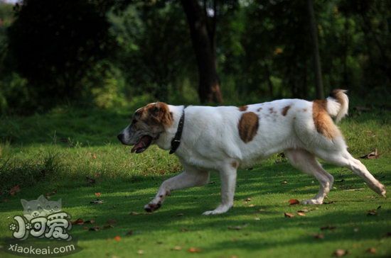 中亞牧羊犬耳朵怎么清潔 中亞牧羊犬耳朵清潔護理方法1