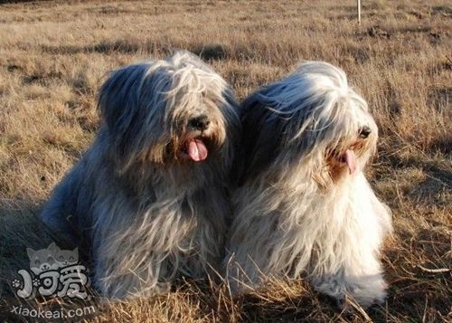 波蘭低地牧羊犬怎么洗澡 波蘭低地牧羊犬洗澡注意事項