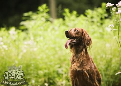 愛爾蘭雪達(dá)犬怎么護(hù)理 毛發(fā)護(hù)理方法