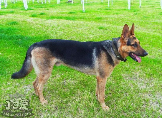 昆明犬吃什么狗糧好 昆明犬狗糧選擇推薦3