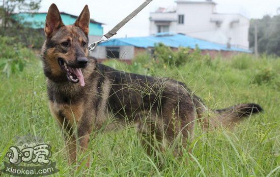 昆明犬耳朵怎么清潔 昆明犬耳朵清潔護(hù)理方法1