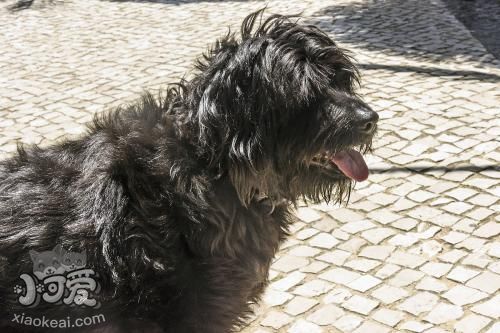 葡萄牙水犬好養嗎 葡萄牙水犬喂養技巧