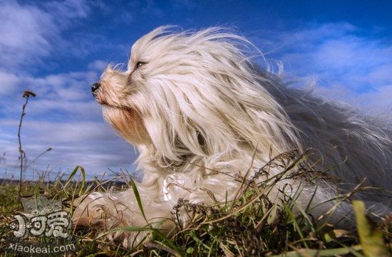 哈瓦那犬吃什么狗糧好 哈瓦那犬狗糧選擇推薦1