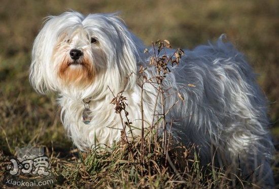 哈瓦那犬怎么養 哈瓦那犬飼養注意事項1