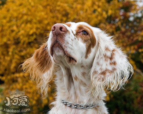 英國雪達犬養之前要準備什么 英格蘭雪達犬飼養準備