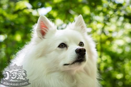愛斯基摩犬怎么養 美國愛斯基摩犬飼養心得1