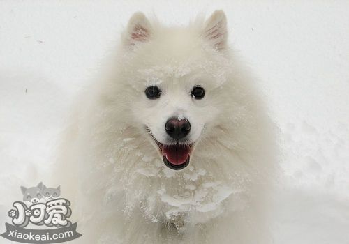 如何給愛斯基摩犬剪指甲 愛斯基摩犬剪指甲步驟1