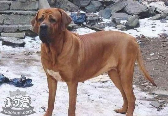 日本土佐犬感冒吃什么藥 日本土佐犬感冒處理方法1