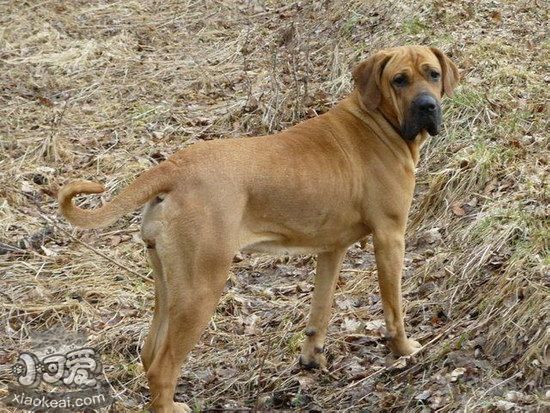 日本土佐犬拉稀怎么辦 日本土佐犬拉肚子解決方法1