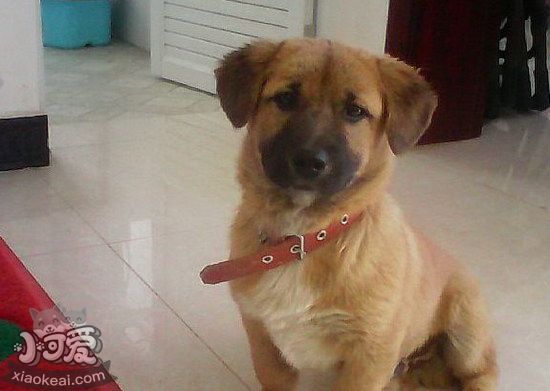 奇努克犬怎么洗澡 奇努克犬洗澡注意事項1