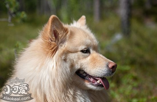 芬蘭拉普獵犬毛發怎么梳理 芬蘭拉普獵犬美容介紹