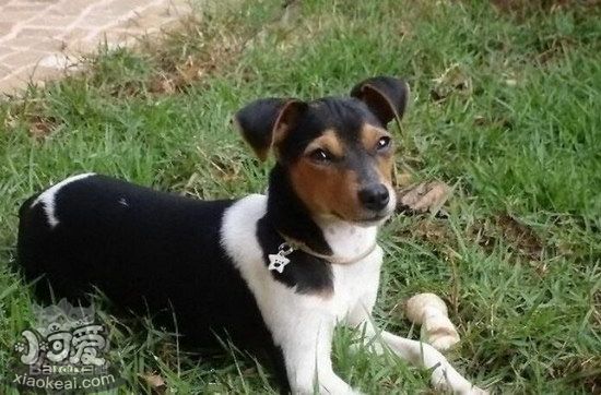 捕鼠梗犬耳朵怎么清潔 捕鼠梗犬耳朵護(hù)理方法1