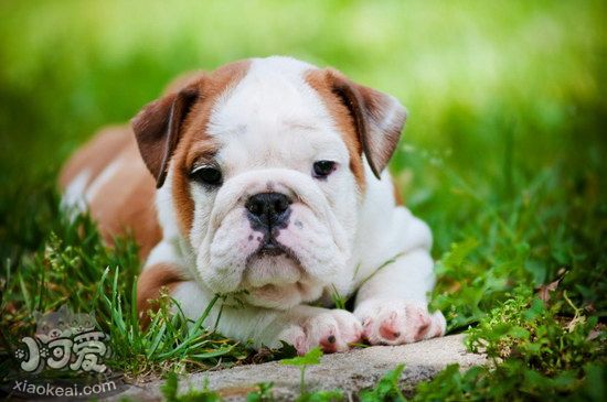 英國斗牛犬耳朵怎么清潔 英國斗牛犬耳朵護(hù)理方法1
