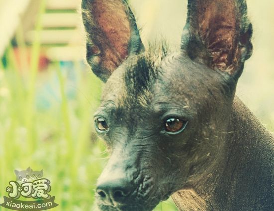 墨西哥無毛犬好養嗎 墨西哥無毛犬打理喂養
