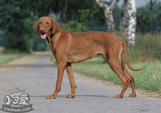 維希拉獵犬口腔怎么護理 維希拉獵犬牙齒清潔方法1