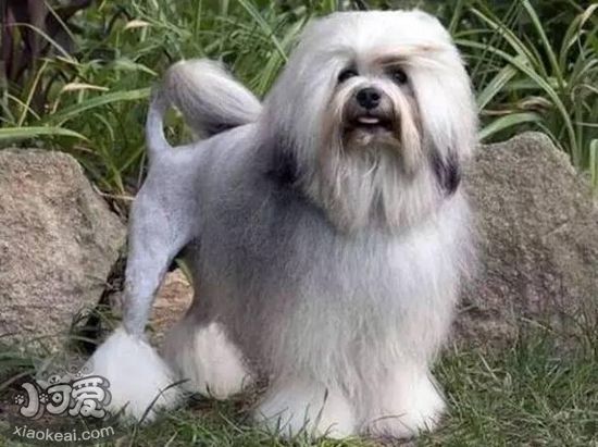 羅秦犬不能吃什么 羅秦犬喂食禁忌事項