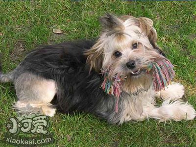 羅秦犬怎么護(hù)理 羅秦犬日常護(hù)理方法