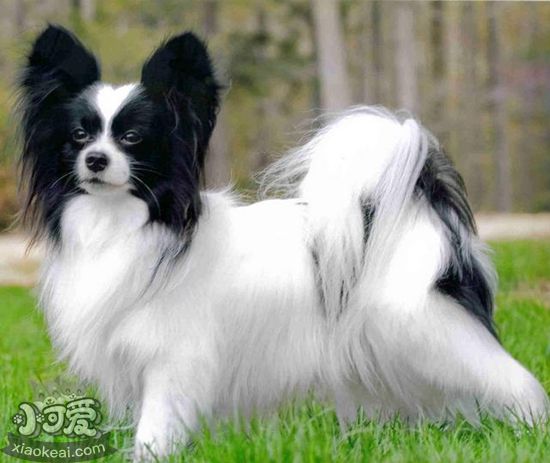 羅秦犬能吃豬肉嗎 豬肉營(yíng)養(yǎng)高