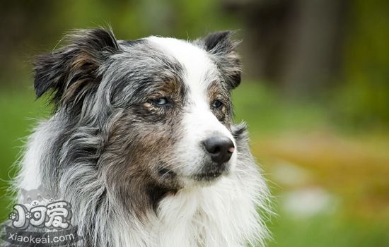 澳洲牧羊犬怎么養護 澳大利亞牧羊犬養護知識