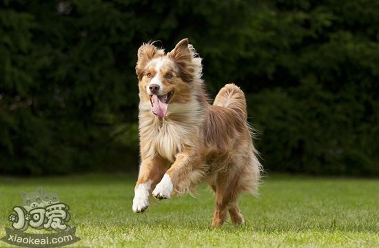 澳大利亞牧羊犬毛發怎么打理 澳洲牧羊犬毛發打理方法