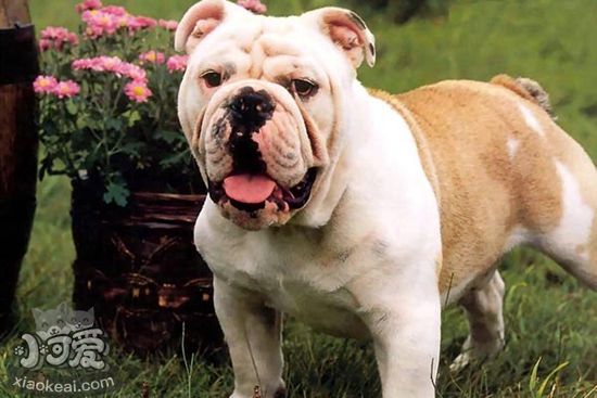 斗牛獒犬不能吃什么 斗牛獒犬喂食禁忌要點(diǎn)