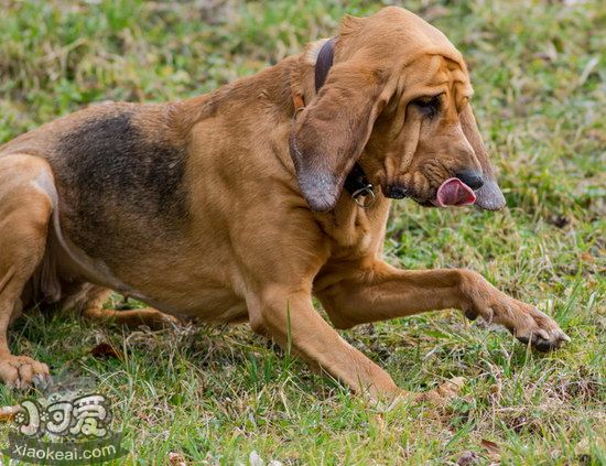 尋血獵犬耳朵怎么清潔 尋血獵犬耳朵護理方法1