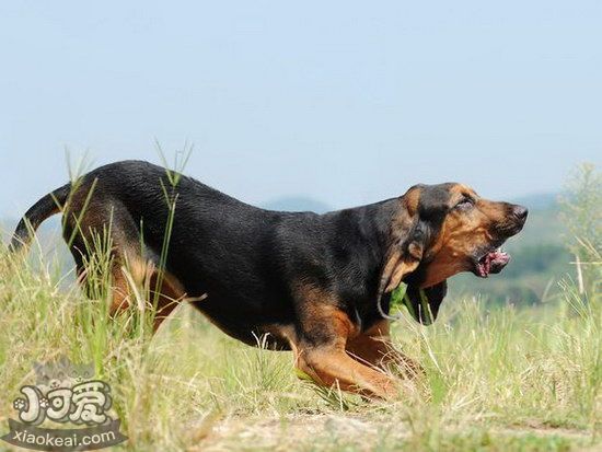 尋血獵犬發燒怎么解決 尋血獵犬發燒處理方案1