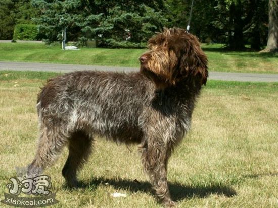 剛毛指示格里芬犬毛發怎么護理 毛發護理方法介紹