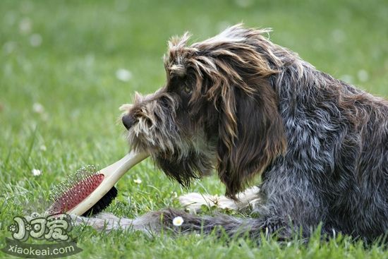 剛毛指示格里芬犬怎么喂食 剛毛指示格里芬犬喂食要點