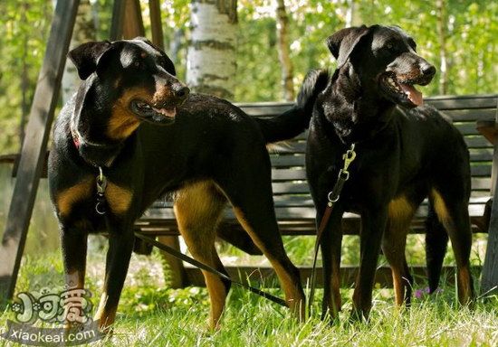 法國(guó)狼犬感冒怎么治療 法國(guó)狼犬感冒治療方法1