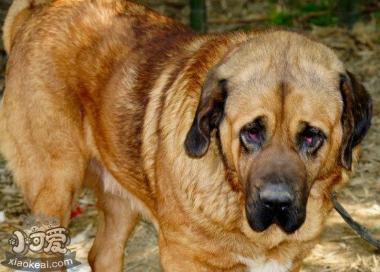 馬士提夫犬怎么修剪指甲 馬士提夫獒犬剪指甲方法1