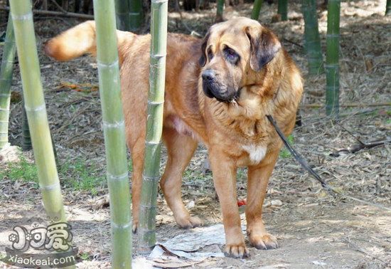 馬士提夫犬耳朵怎么清潔 馬士提夫獒犬耳朵護(hù)理方法
