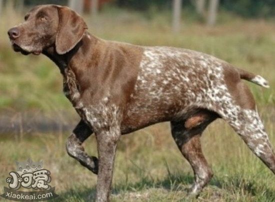 波音達獵犬怎么養 波音達獵犬飼養心得1
