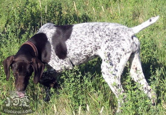 波音達獵犬怎么修剪指甲 波音達獵犬剪指甲方法1
