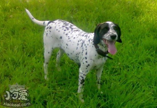 波音達(dá)獵犬怎么洗澡 波音達(dá)獵犬洗澡步驟1