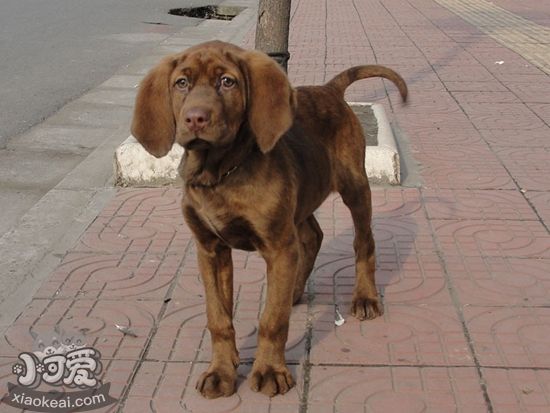 紅骨獵浣熊犬怎么清潔耳部 紅骨獵浣熊犬耳朵清潔方法