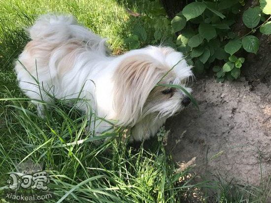 拉薩犬怎么洗澡 拉薩犬洗澡方法及注意事項(xiàng)1