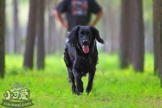 卷毛尋回犬怎么自制狗糧 卷毛尋回犬自制狗糧流程詳解1