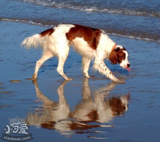 愛爾蘭紅白雪達犬得了敗血癥怎么辦