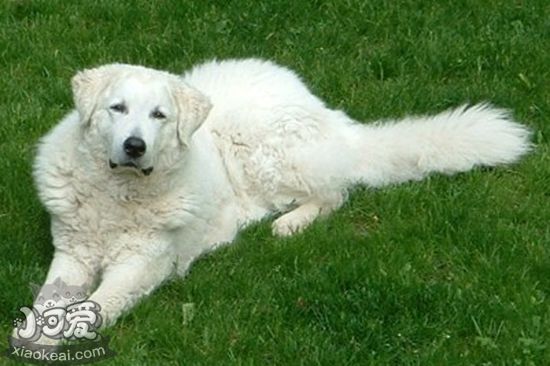 庫(kù)瓦茲犬指甲怎么修剪 庫(kù)瓦茲犬指甲修剪方法