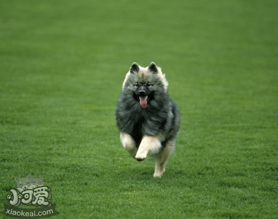 荷蘭毛獅犬怎么護毛 荷蘭毛獅犬被毛護理方法