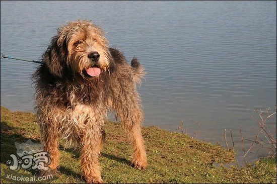 獵水獺犬不能吃什么東西 奧達(dá)獵犬不能吃的食物有哪些1