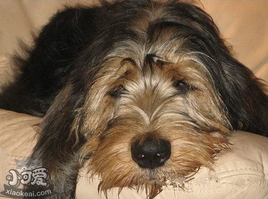獵水獺犬有寄生蟲怎么處理 奧達獵犬寄生蟲預防方法1