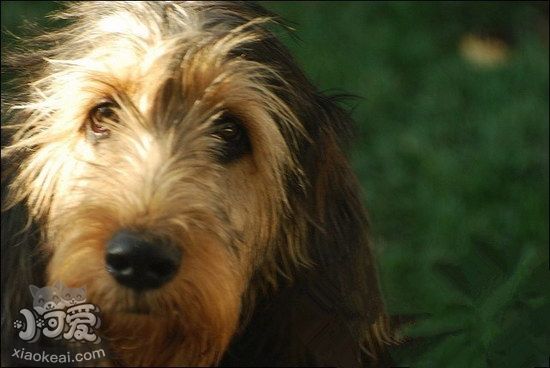 奧達(dá)獵犬耳朵怎么清潔 獵水獺犬耳朵護(hù)理流程1