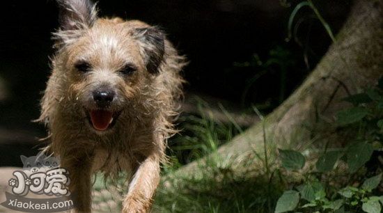 愛爾蘭獵狼犬耳朵怎么清潔 愛爾蘭獵狼犬耳朵護(hù)理方法1