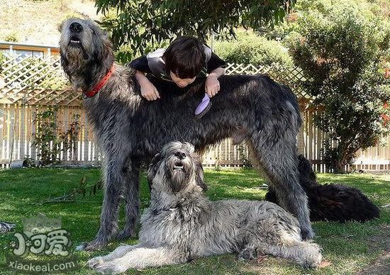 愛爾蘭獵狼犬拉肚子怎么辦 愛爾蘭獵狼犬拉稀治療辦法1