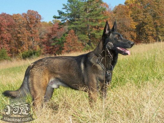 馬里努阿犬怎么自制狗糧 馬里努阿犬自制狗糧制作方法1