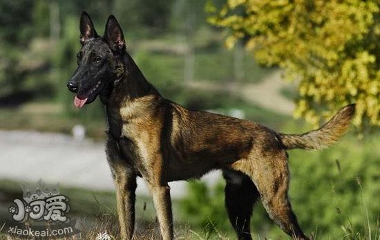 馬里努阿犬怎么洗澡 馬里努阿犬洗澡注意事項1