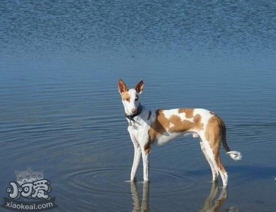 伊比贊獵犬吃什么狗糧好 伊比贊獵犬狗糧選擇技巧1