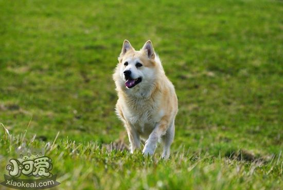 挪威布哈德犬有耳螨如何治療 挪威布哈德犬耳螨治療